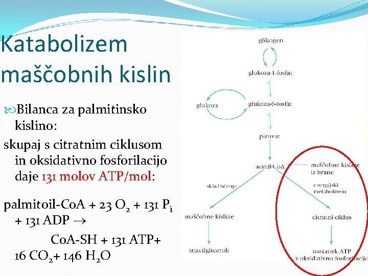 Katabolizem maščobnih kislin Bilanca za palmitinsko kislino: skupaj s citratnim ciklusom in oksidativno fosforilacijo