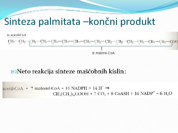 Sinteza palmitata –končni produkt iz malonil-Co. A Neto reakcija sinteze maščobnih kislin: 