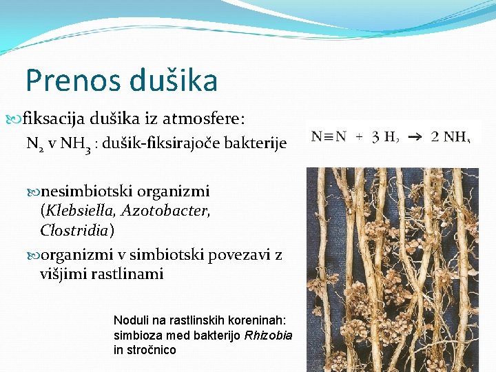 Prenos dušika fiksacija dušika iz atmosfere: N 2 v NH 3 : dušik-fiksirajoče bakterije