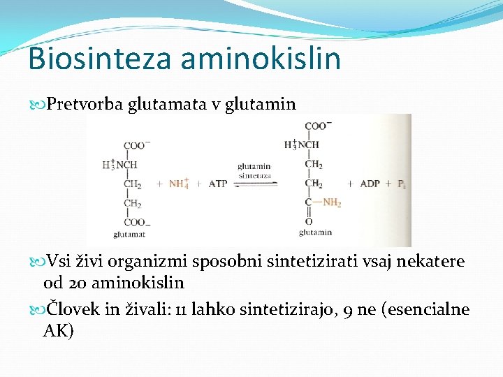 Biosinteza aminokislin Pretvorba glutamata v glutamin Vsi živi organizmi sposobni sintetizirati vsaj nekatere od