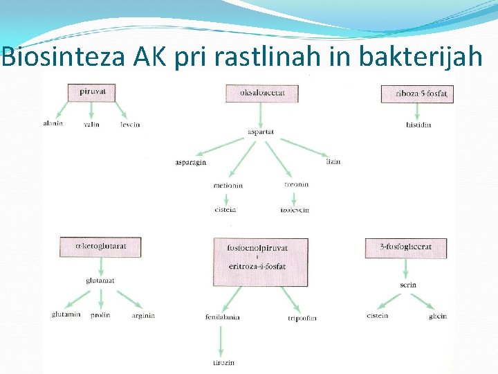 Biosinteza AK pri rastlinah in bakterijah 