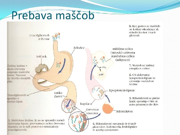 Prebava maščob 