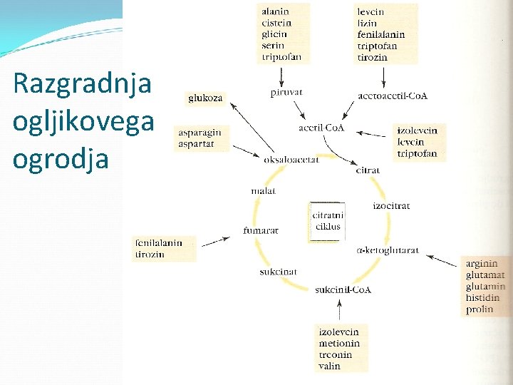 Razgradnja ogljikovega ogrodja 