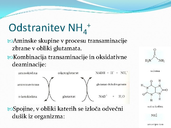 Odstranitev NH 4 + Aminske skupine v procesu transaminacije zbrane v obliki glutamata. Kombinacija