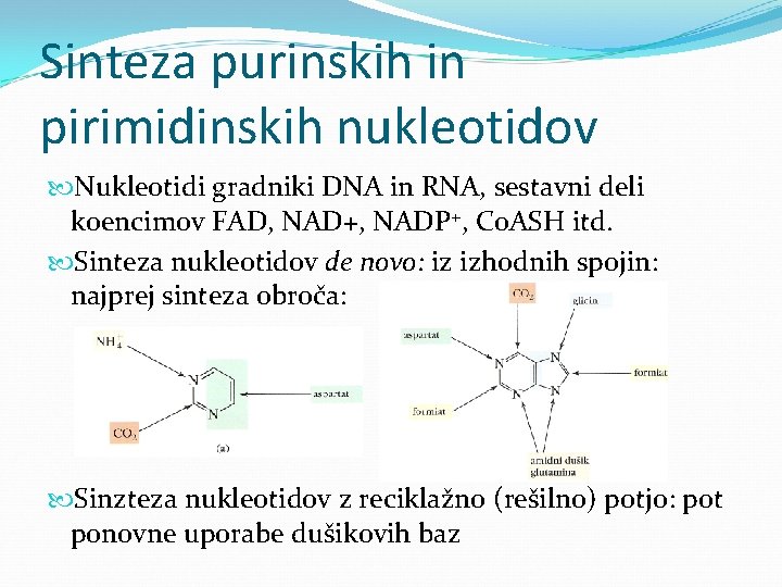 Sinteza purinskih in pirimidinskih nukleotidov Nukleotidi gradniki DNA in RNA, sestavni deli koencimov FAD,