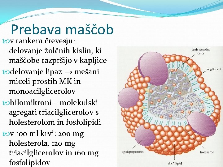 Prebava maščob v tankem črevesju: delovanje žolčnih kislin, ki maščobe razpršijo v kapljice delovanje