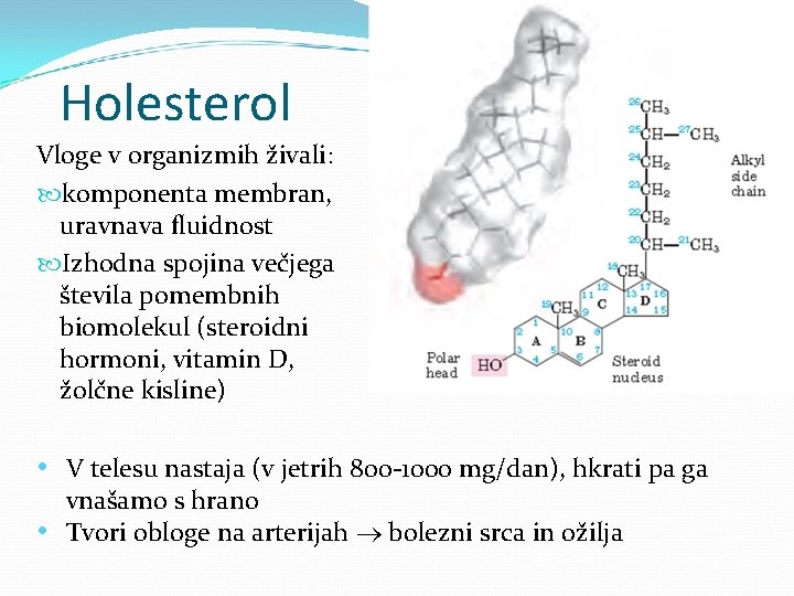 Holesterol Vloge v organizmih živali: komponenta membran, uravnava fluidnost Izhodna spojina večjega števila pomembnih