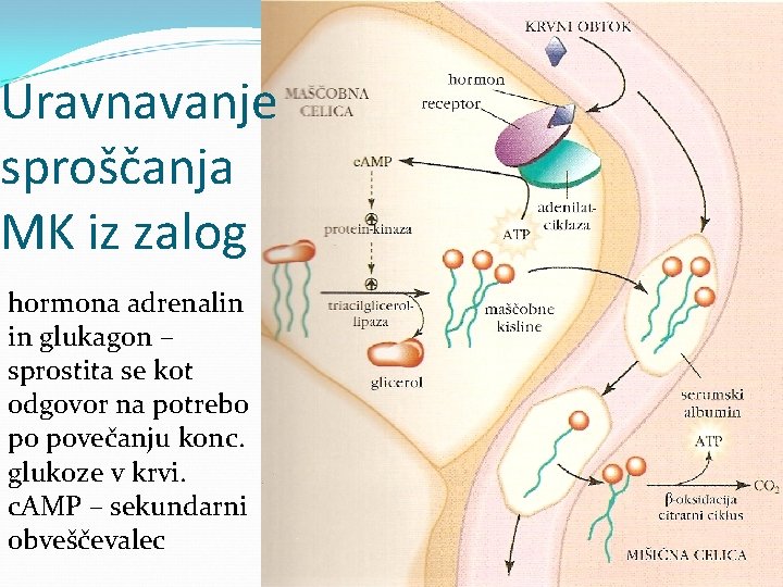 Uravnavanje sproščanja MK iz zalog hormona adrenalin in glukagon – sprostita se kot odgovor