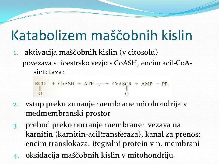 Katabolizem maščobnih kislin 1. aktivacija maščobnih kislin (v citosolu) povezava s tioestrsko vezjo s