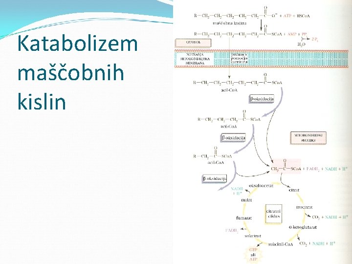 Katabolizem maščobnih kislin 