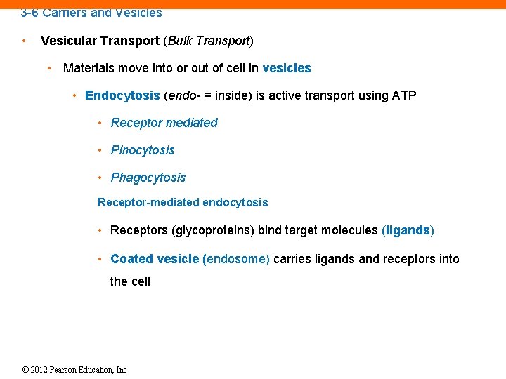 3 -6 Carriers and Vesicles • Vesicular Transport (Bulk Transport) • Materials move into