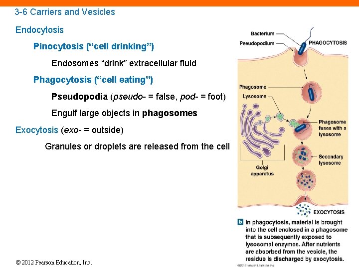 3 -6 Carriers and Vesicles Endocytosis Pinocytosis (“cell drinking”) Endosomes “drink” extracellular fluid Phagocytosis
