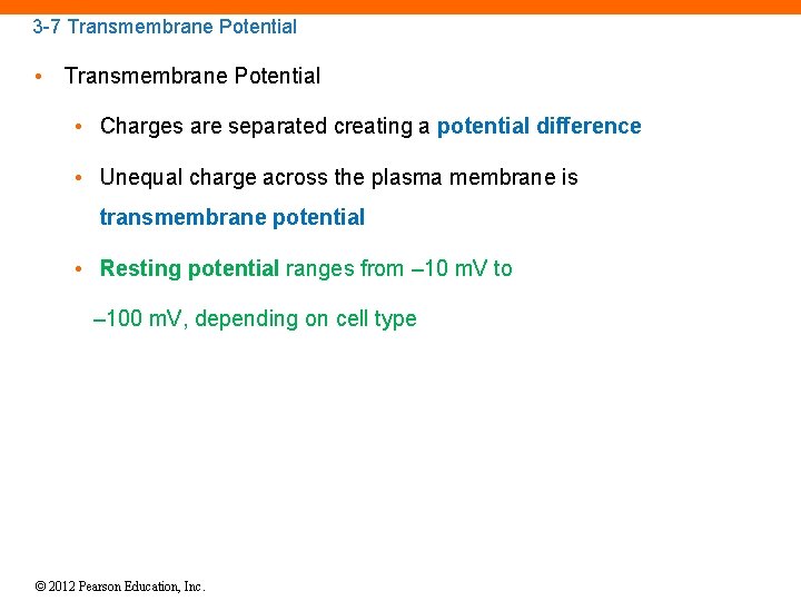 3 -7 Transmembrane Potential • Transmembrane Potential • Charges are separated creating a potential