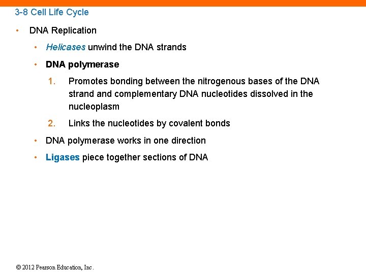 3 -8 Cell Life Cycle • DNA Replication • Helicases unwind the DNA strands