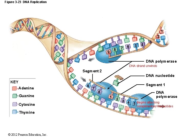 Figure 3 -23 DNA Replication DNA polymerase DNA strand unwinds Segment 2 DNA nucleotide