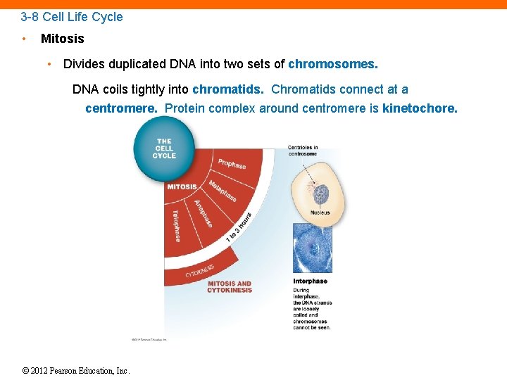 3 -8 Cell Life Cycle • Mitosis • Divides duplicated DNA into two sets