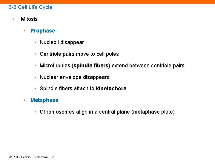 3 -8 Cell Life Cycle • Mitosis • Prophase • Nucleoli disappear • Centriole