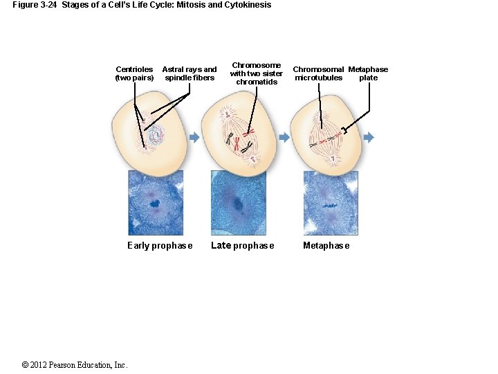 Figure 3 -24 Stages of a Cell’s Life Cycle: Mitosis and Cytokinesis Centrioles (two