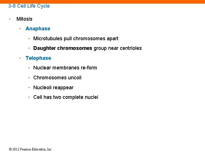 3 -8 Cell Life Cycle • Mitosis • Anaphase • Microtubules pull chromosomes apart