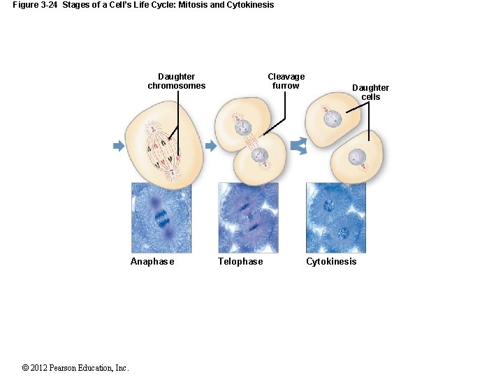 Figure 3 -24 Stages of a Cell’s Life Cycle: Mitosis and Cytokinesis Daughter chromosomes