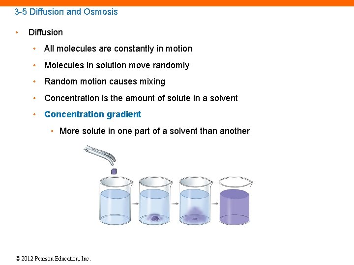 3 -5 Diffusion and Osmosis • Diffusion • All molecules are constantly in motion