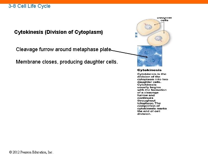 3 -8 Cell Life Cycle Cytokinesis (Division of Cytoplasm) Cleavage furrow around metaphase plate