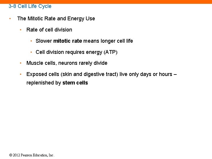 3 -8 Cell Life Cycle • The Mitotic Rate and Energy Use • Rate