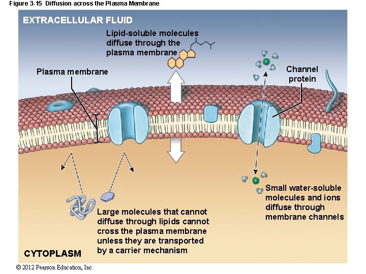 Figure 3 -15 Diffusion across the Plasma Membrane EXTRACELLULAR FLUID Lipid-soluble molecules diffuse through