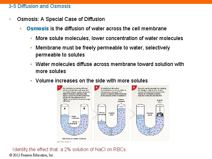 3 -5 Diffusion and Osmosis • Osmosis: A Special Case of Diffusion • Osmosis