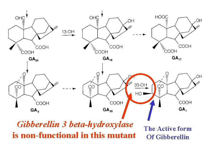 Gibberellin 3 beta-hydroxylase is non-functional in this mutant The Active form Of Gibberellin 