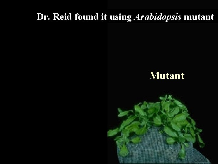 Dr. Reid found it using Arabidopsis mutant Gibberellin Mutant 
