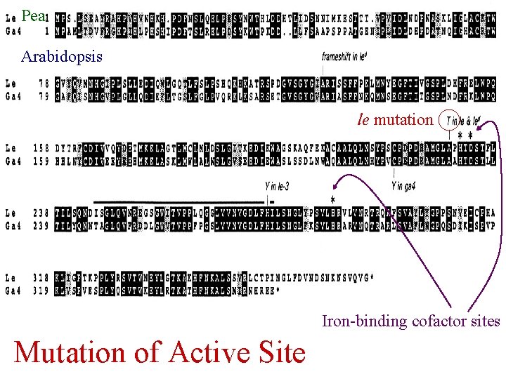 Pea Arabidopsis le mutation Iron-binding cofactor sites Mutation of Active Site 