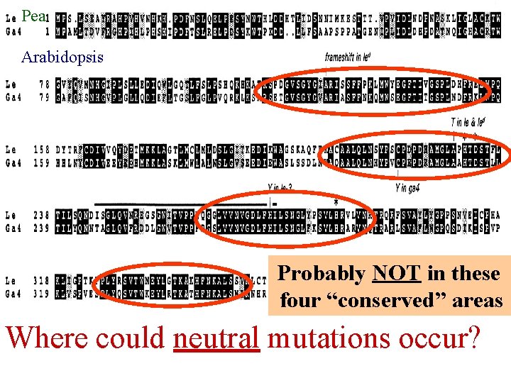 Pea Arabidopsis Probably NOT in these four “conserved” areas Where could neutral mutations occur?