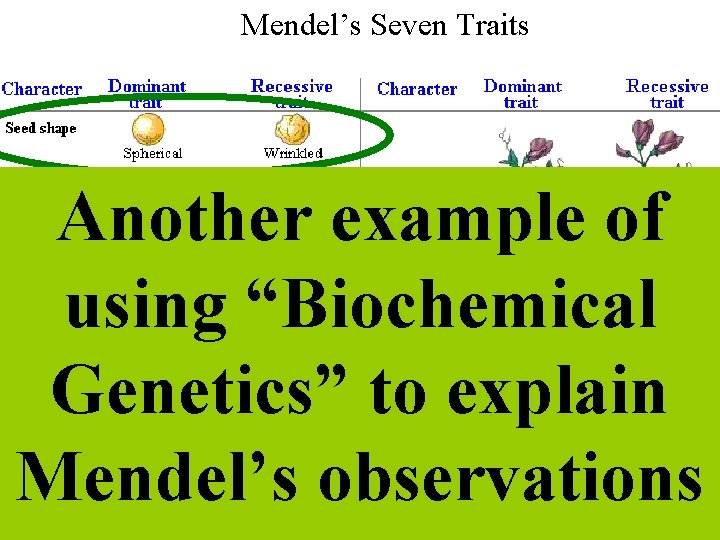 Mendel’s Seven Traits Another example of using “Biochemical Genetics” to explain Mendel’s observations 