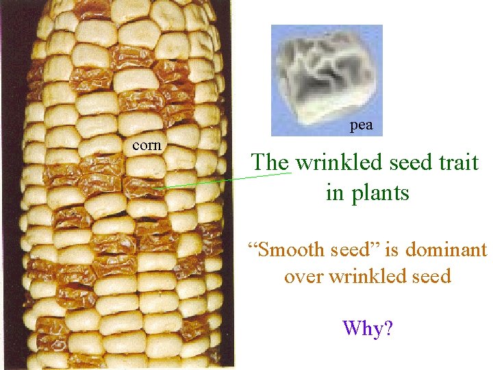 pea corn The wrinkled seed trait in plants “Smooth seed” is dominant over wrinkled