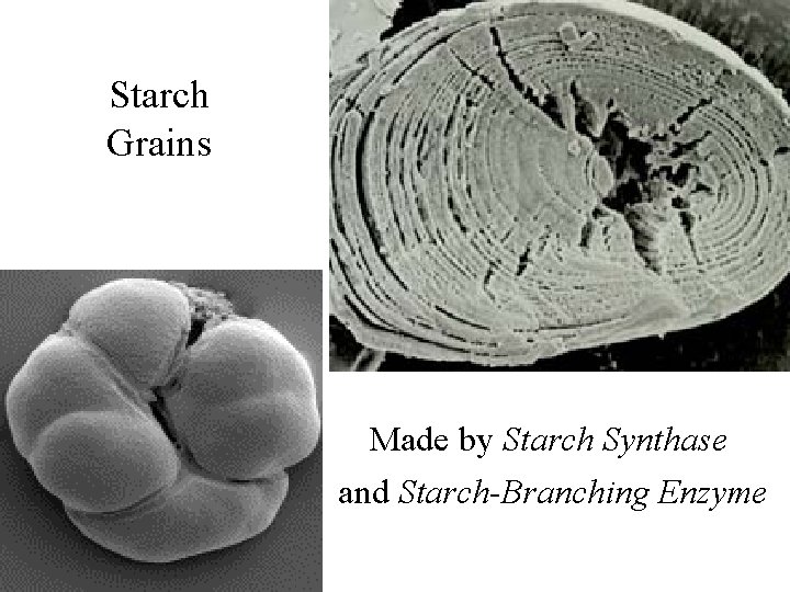 Starch Grains Made by Starch Synthase and Starch-Branching Enzyme 
