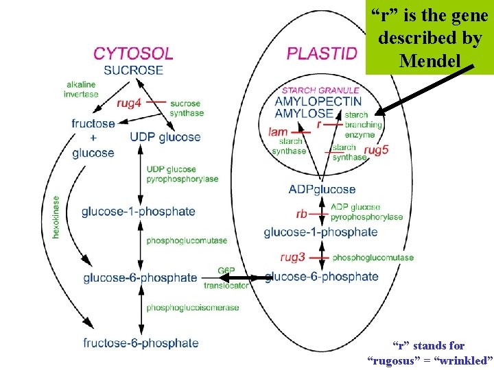 “r” is the gene described by Mendel “r” stands for “rugosus” = “wrinkled” 