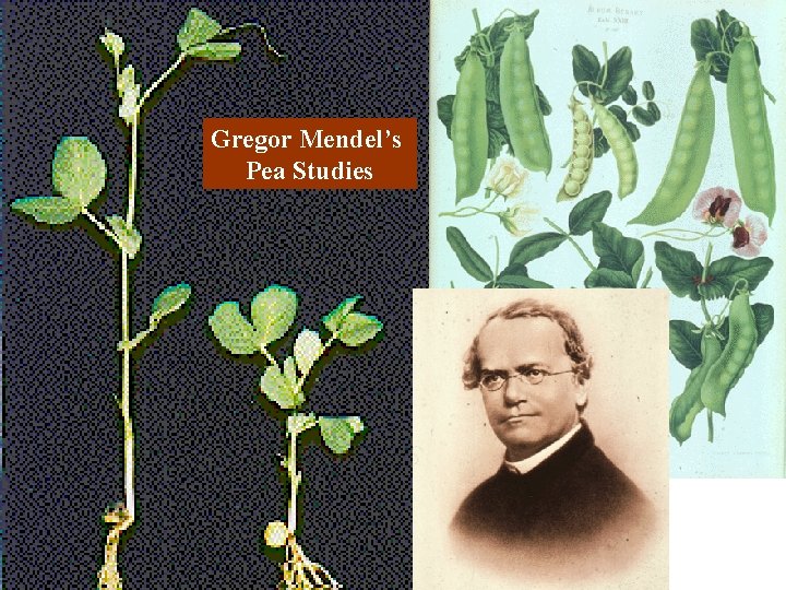 Gregor Mendel’s Pea Studies 