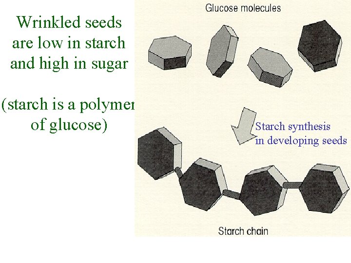 Wrinkled seeds are low in starch and high in sugar (starch is a polymer