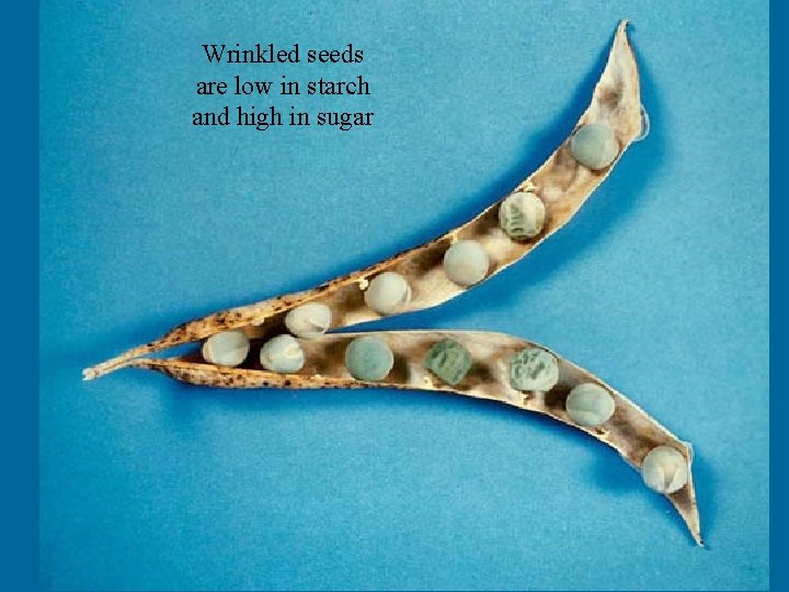 Wrinkled seeds are low in starch and high in sugar 