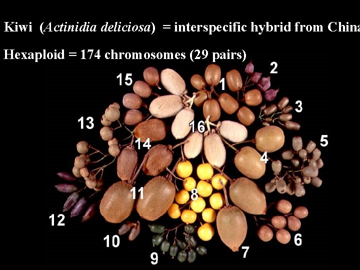 Kiwi (Actinidia deliciosa) = interspecific hybrid from China Hexaploid = 174 chromosomes (29 pairs)