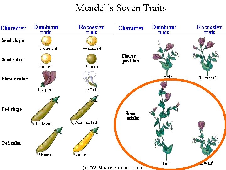 Mendel’s Seven Traits 
