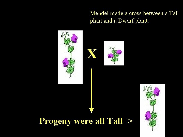 Mendel made a cross between a Tall plant and a Dwarf plant. X Progeny