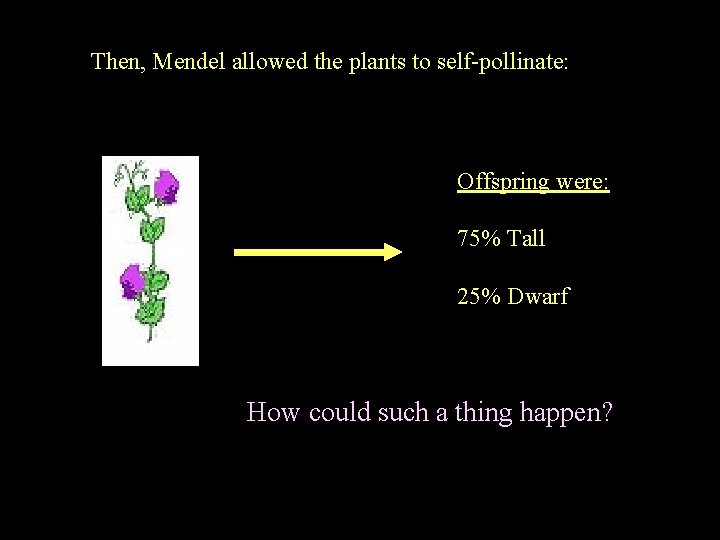 Then, Mendel allowed the plants to self-pollinate: Offspring were: 75% Tall 25% Dwarf How