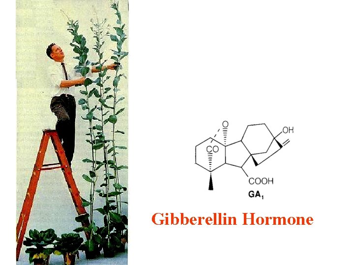Gibberellin Hormone 