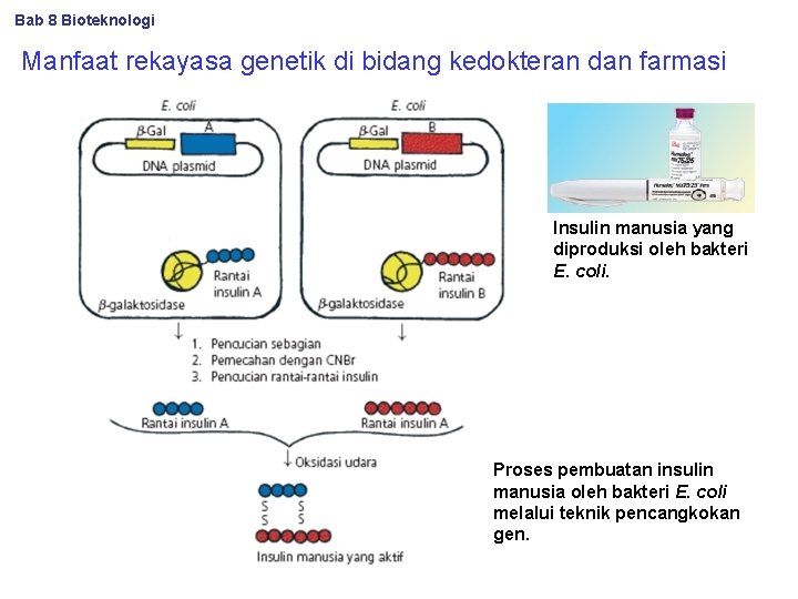Bab 8 Bioteknologi Manfaat rekayasa genetik di bidang kedokteran dan farmasi Insulin manusia yang