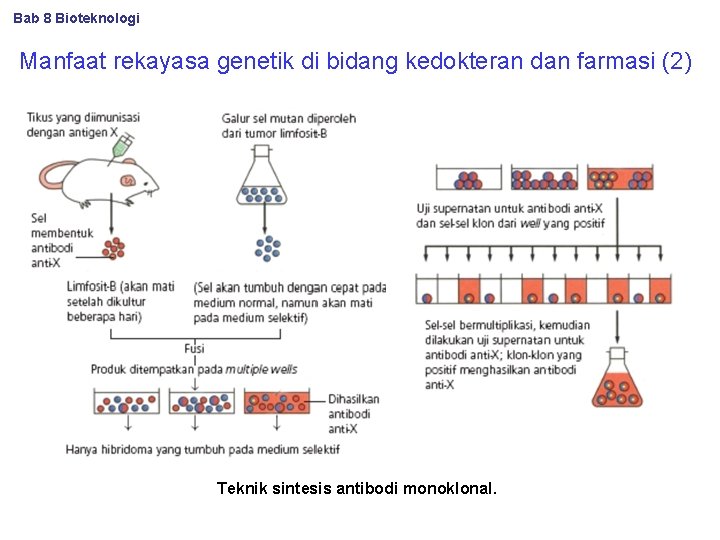Bab 8 Bioteknologi Manfaat rekayasa genetik di bidang kedokteran dan farmasi (2) Teknik sintesis