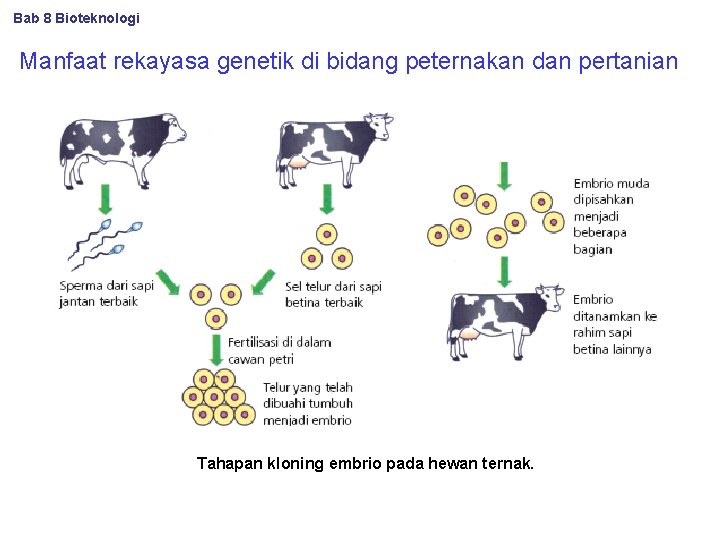 Bab 8 Bioteknologi Manfaat rekayasa genetik di bidang peternakan dan pertanian Tahapan kloning embrio