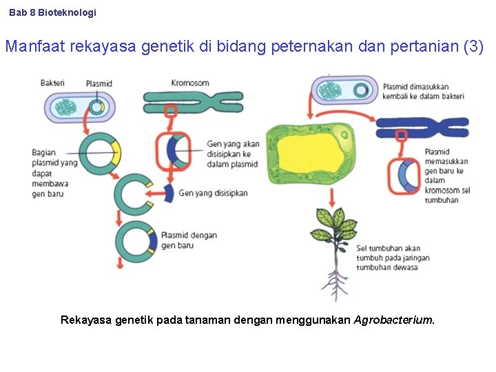 Bab 8 Bioteknologi Manfaat rekayasa genetik di bidang peternakan dan pertanian (3) Rekayasa genetik