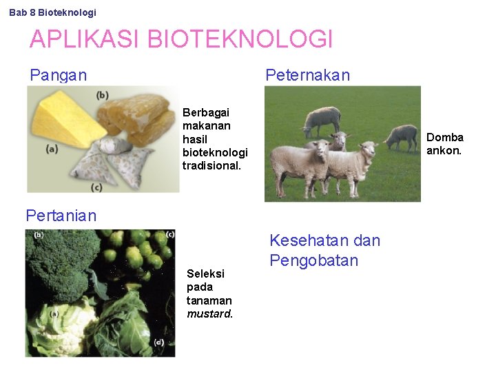 Bab 8 Bioteknologi APLIKASI BIOTEKNOLOGI Pangan Peternakan Berbagai makanan hasil bioteknologi tradisional. Domba ankon.